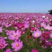 ヒメ日記 2025/09/09 03:22 投稿 佐伯 梓(さえきあずさ) 五十路マダムエクスプレス厚木店(カサブランカグループ)