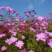 ヒメ日記 2025/09/14 15:52 投稿 佐伯 梓(さえきあずさ) 五十路マダムエクスプレス厚木店(カサブランカグループ)