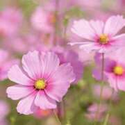 ヒメ日記 2025/09/14 15:56 投稿 佐伯 梓(さえきあずさ) 五十路マダムエクスプレス厚木店(カサブランカグループ)