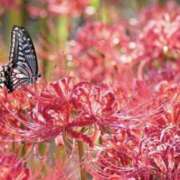 ヒメ日記 2025/09/22 07:38 投稿 佐伯 梓(さえきあずさ) 五十路マダムエクスプレス厚木店(カサブランカグループ)