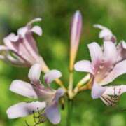 ヒメ日記 2025/09/24 19:22 投稿 佐伯 梓(さえきあずさ) 五十路マダムエクスプレス厚木店(カサブランカグループ)