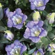 ヒメ日記 2025/10/01 08:04 投稿 佐伯 梓(さえきあずさ) 五十路マダムエクスプレス厚木店(カサブランカグループ)