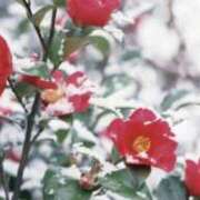 ヒメ日記 2026/01/15 20:08 投稿 佐伯 梓(さえきあずさ) 五十路マダムエクスプレス厚木店(カサブランカグループ)