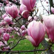 ヒメ日記 2026/02/11 02:32 投稿 佐伯 梓(さえきあずさ) 五十路マダムエクスプレス厚木店(カサブランカグループ)