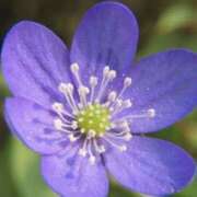 ヒメ日記 2026/02/11 13:38 投稿 佐伯 梓(さえきあずさ) 五十路マダムエクスプレス厚木店(カサブランカグループ)