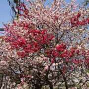 ヒメ日記 2026/02/27 11:50 投稿 佐伯 梓(さえきあずさ) 五十路マダムエクスプレス厚木店(カサブランカグループ)