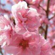 ヒメ日記 2026/02/28 00:20 投稿 佐伯 梓(さえきあずさ) 五十路マダムエクスプレス厚木店(カサブランカグループ)