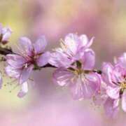 ヒメ日記 2026/03/06 07:28 投稿 佐伯 梓(さえきあずさ) 五十路マダムエクスプレス厚木店(カサブランカグループ)