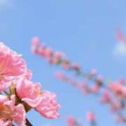 ヒメ日記 2026/03/08 22:40 投稿 佐伯 梓(さえきあずさ) 五十路マダムエクスプレス厚木店(カサブランカグループ)