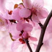 ヒメ日記 2026/03/11 09:32 投稿 佐伯 梓(さえきあずさ) 五十路マダムエクスプレス厚木店(カサブランカグループ)