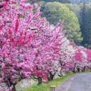 ヒメ日記 2026/03/11 10:00 投稿 佐伯 梓(さえきあずさ) 五十路マダムエクスプレス厚木店(カサブランカグループ)