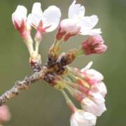 ヒメ日記 2026/03/22 12:54 投稿 佐伯 梓(さえきあずさ) 五十路マダムエクスプレス厚木店(カサブランカグループ)