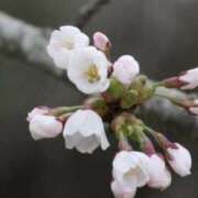 ヒメ日記 2026/03/22 12:56 投稿 佐伯 梓(さえきあずさ) 五十路マダムエクスプレス厚木店(カサブランカグループ)