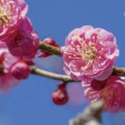 ヒメ日記 2026/03/22 20:20 投稿 佐伯 梓(さえきあずさ) 五十路マダムエクスプレス厚木店(カサブランカグループ)