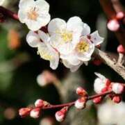 ヒメ日記 2026/03/23 00:44 投稿 佐伯 梓(さえきあずさ) 五十路マダムエクスプレス厚木店(カサブランカグループ)