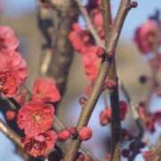 ヒメ日記 2026/03/23 06:28 投稿 佐伯 梓(さえきあずさ) 五十路マダムエクスプレス厚木店(カサブランカグループ)