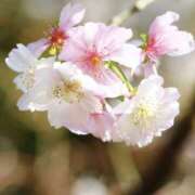 ヒメ日記 2026/03/31 01:56 投稿 佐伯 梓(さえきあずさ) 五十路マダムエクスプレス厚木店(カサブランカグループ)