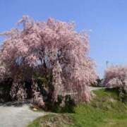 佐伯 梓(さえきあずさ) 4/12ありがとう 五十路マダムエクスプレス厚木店(カサブランカグループ)