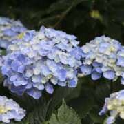 ヒメ日記 2026/06/14 09:16 投稿 佐伯 梓(さえきあずさ) 五十路マダムエクスプレス厚木店(カサブランカグループ)