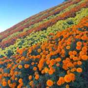 ヒメ日記 2025/07/03 22:24 投稿 しろうさ サティアンまーと