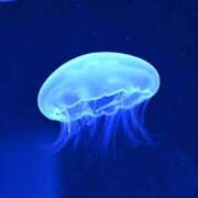 ヒメ日記 2025/07/08 12:02 投稿 もこ プールサイド新橋店