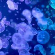 ヒメ日記 2025/08/07 11:02 投稿 もこ プールサイド新橋店