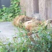 ヒメ日記 2025/05/23 18:31 投稿 社悠華 五十路マダム 沼津店(カサブランカグループ)