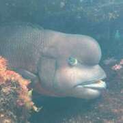 ヒメ日記 2025/12/30 23:35 投稿 社悠華 五十路マダム 沼津店(カサブランカグループ)