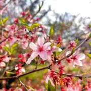 ヒメ日記 2026/04/08 09:19 投稿 社悠華 五十路マダム 沼津店(カサブランカグループ)