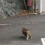 ヒメ日記 2026/05/07 00:07 投稿 社悠華 五十路マダム 沼津店(カサブランカグループ)