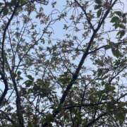 ヒメ日記 2025/04/18 17:59 投稿 いちご アート姫