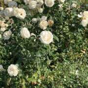 ヒメ日記 2025/07/28 16:31 投稿 いちご アート姫