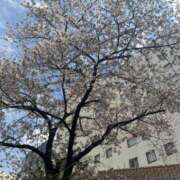 ヒメ日記 2025/04/08 10:45 投稿 三浦 鶯谷人妻城