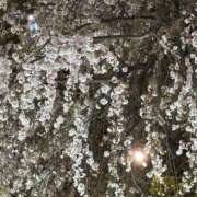 ヒメ日記 2025/04/05 23:51 投稿 なお セクシーキャット 小田原店