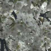 ヒメ日記 2025/04/06 01:12 投稿 なお セクシーキャット 小田原店