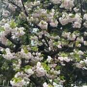 ヒメ日記 2026/04/11 19:24 投稿 尾崎 手コキ専門店「寸止め抜き地獄」