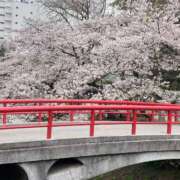 ヒメ日記 2025/04/07 09:53 投稿 石川　さくら 30・40・50代☆人妻熟女コレクション