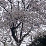 ヒメ日記 2025/04/11 07:19 投稿 石川　さくら 30・40・50代☆人妻熟女コレクション