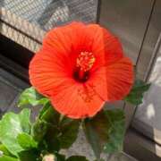 ヒメ日記 2025/07/12 07:48 投稿 石川　さくら 30・40・50代☆人妻熟女コレクション