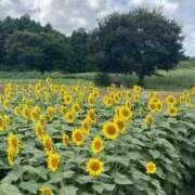 ヒメ日記 2025/08/16 07:52 投稿 石川　さくら 30・40・50代☆人妻熟女コレクション