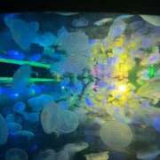 石川　さくら クラゲーーー 30・40・50代☆人妻熟女コレクション