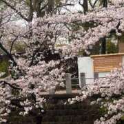 ヒメ日記 2026/04/01 15:46 投稿 石川　さくら 30・40・50代☆人妻熟女コレクション