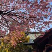 ヒメ日記 2026/04/04 10:31 投稿 石川　さくら 30・40・50代☆人妻熟女コレクション