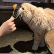 ヒメ日記 2025/08/11 06:21 投稿 れんな JAPAN CLUB BUNNY LOUNGE