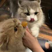 れんな もしひとつだけ願いが叶うなら JAPAN CLUB BUNNY LOUNGE