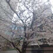 ヒメ日記 2025/04/10 12:01 投稿 ふゆみ 渋谷蘭の会