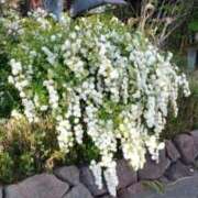 ヒメ日記 2025/04/17 11:01 投稿 ふゆみ 渋谷蘭の会