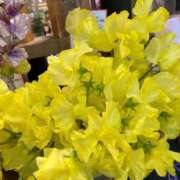 ヒメ日記 2026/04/02 23:55 投稿 ふゆみ 渋谷蘭の会