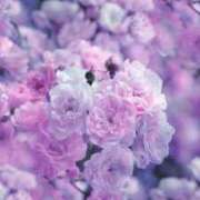 ヒメ日記 2025/04/10 14:57 投稿 花(はな) グランドオペラ横浜