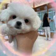 平山あみ こんにちは🌞 ミセス・レヴォアール～再会～